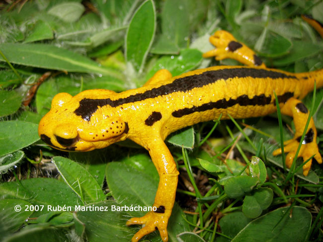 Salamandra salamandra fastuosa